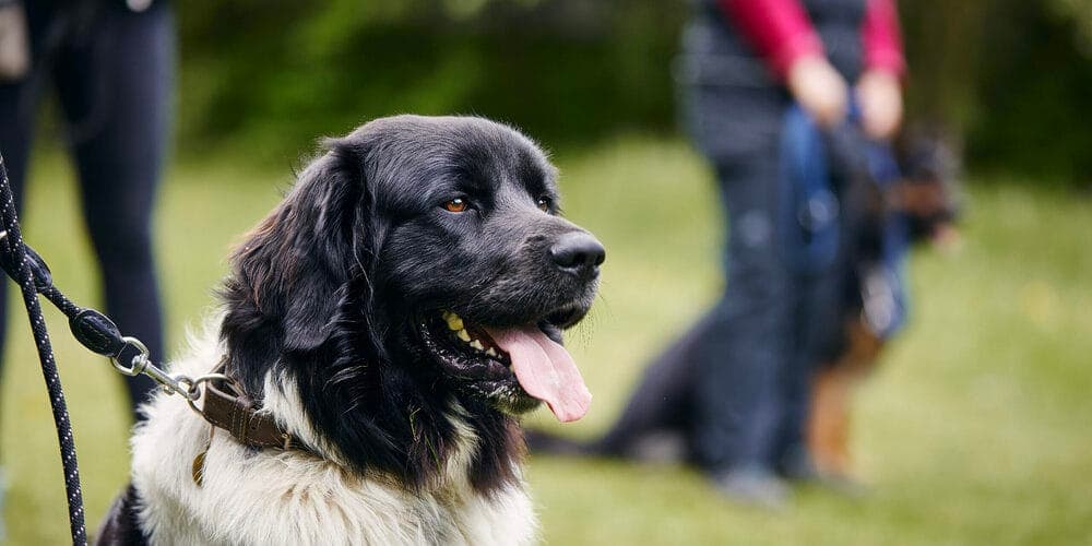 Training your dog not to jump the fence
