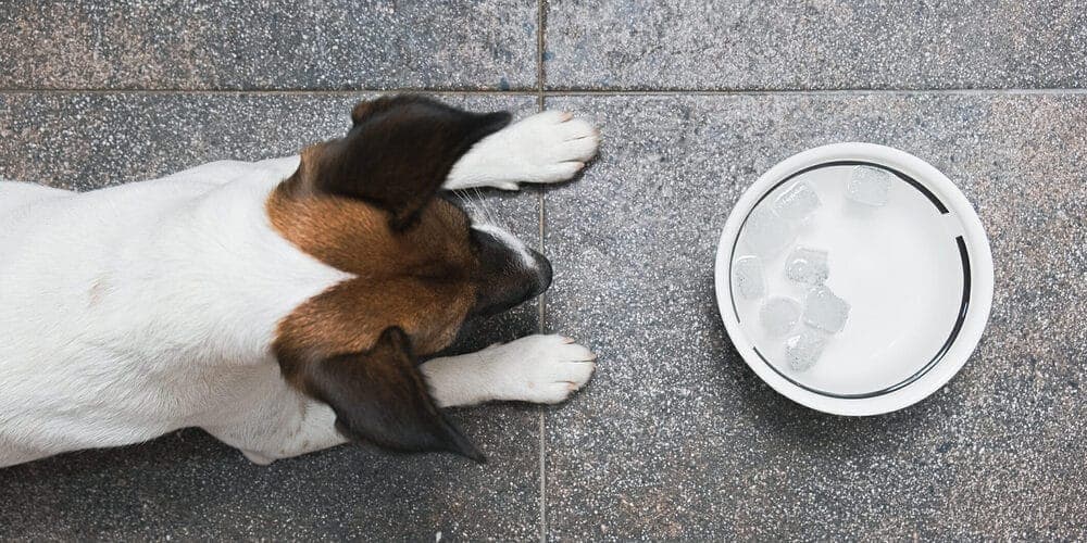 Add ice cubes to your dog’s water