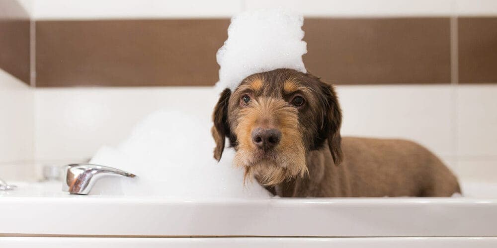 Give them a cold bath