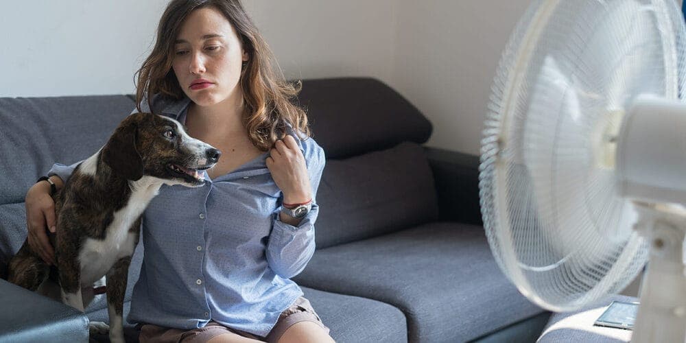 Use fans to cool your dog