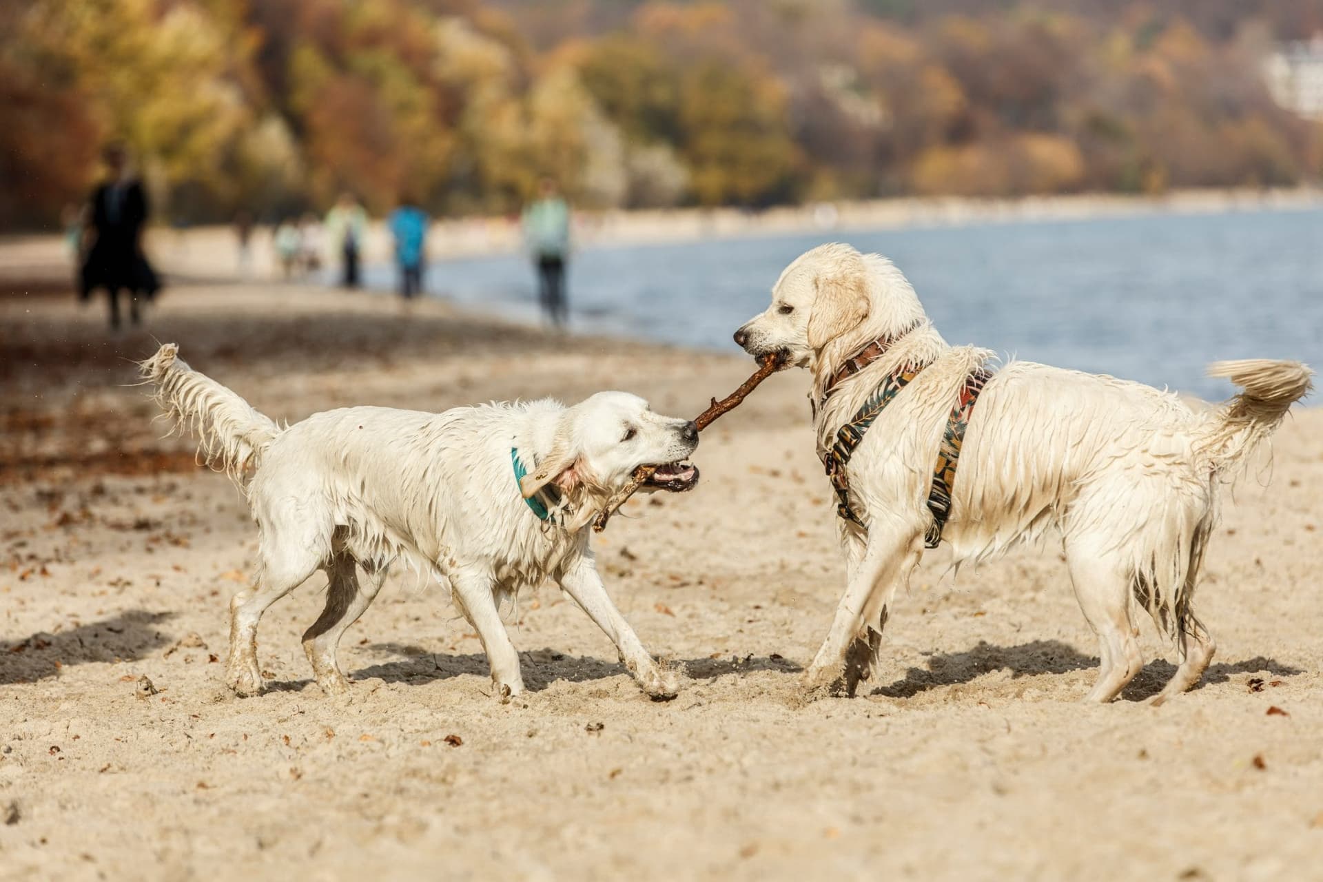 Boosts the immune system