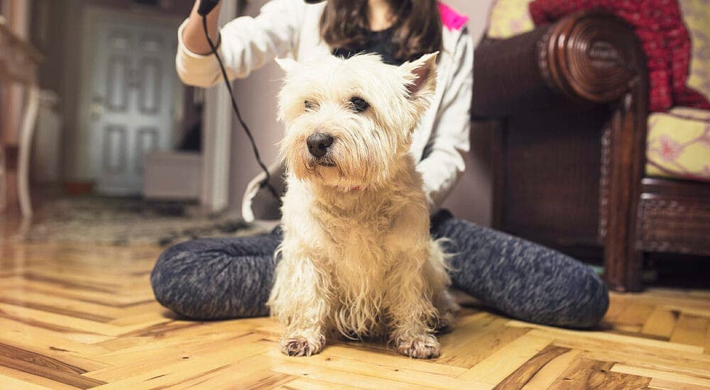 Step 5: Dry your dog's fur