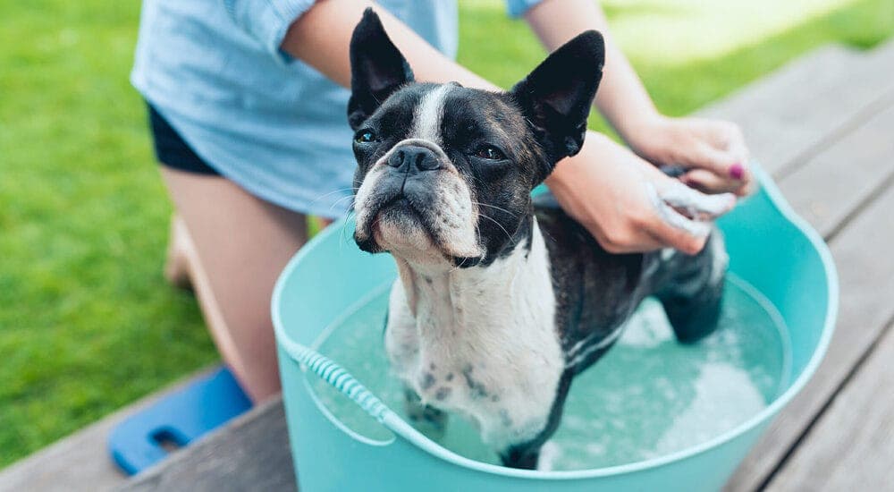 Step 4: Rinse off the cleaning solution