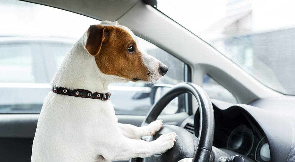 Never leave them alone in the car