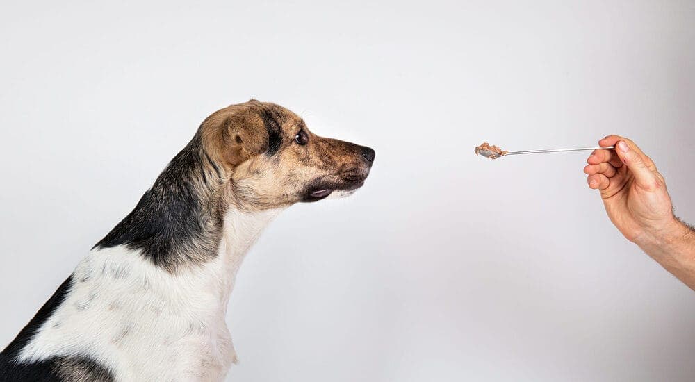 Which method is best for softening food for a dog with no teeth?