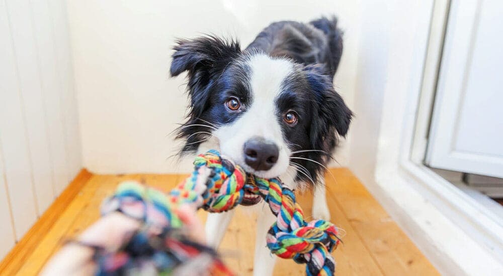 Get your dog's attention