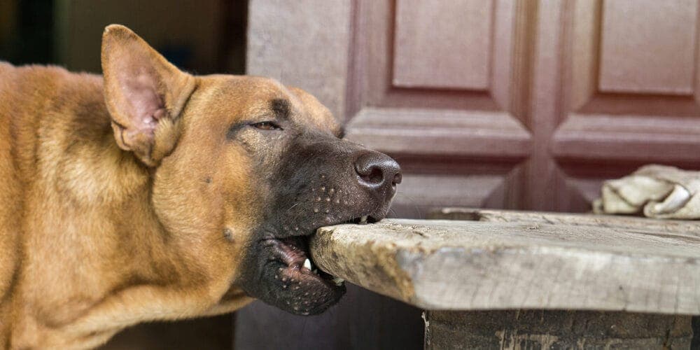 Use a taste deterrent