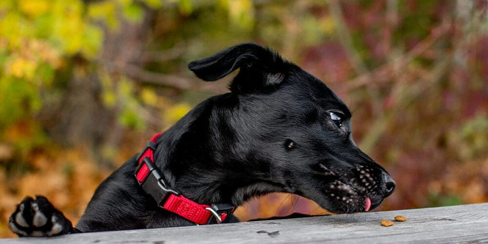 Train them not to chew