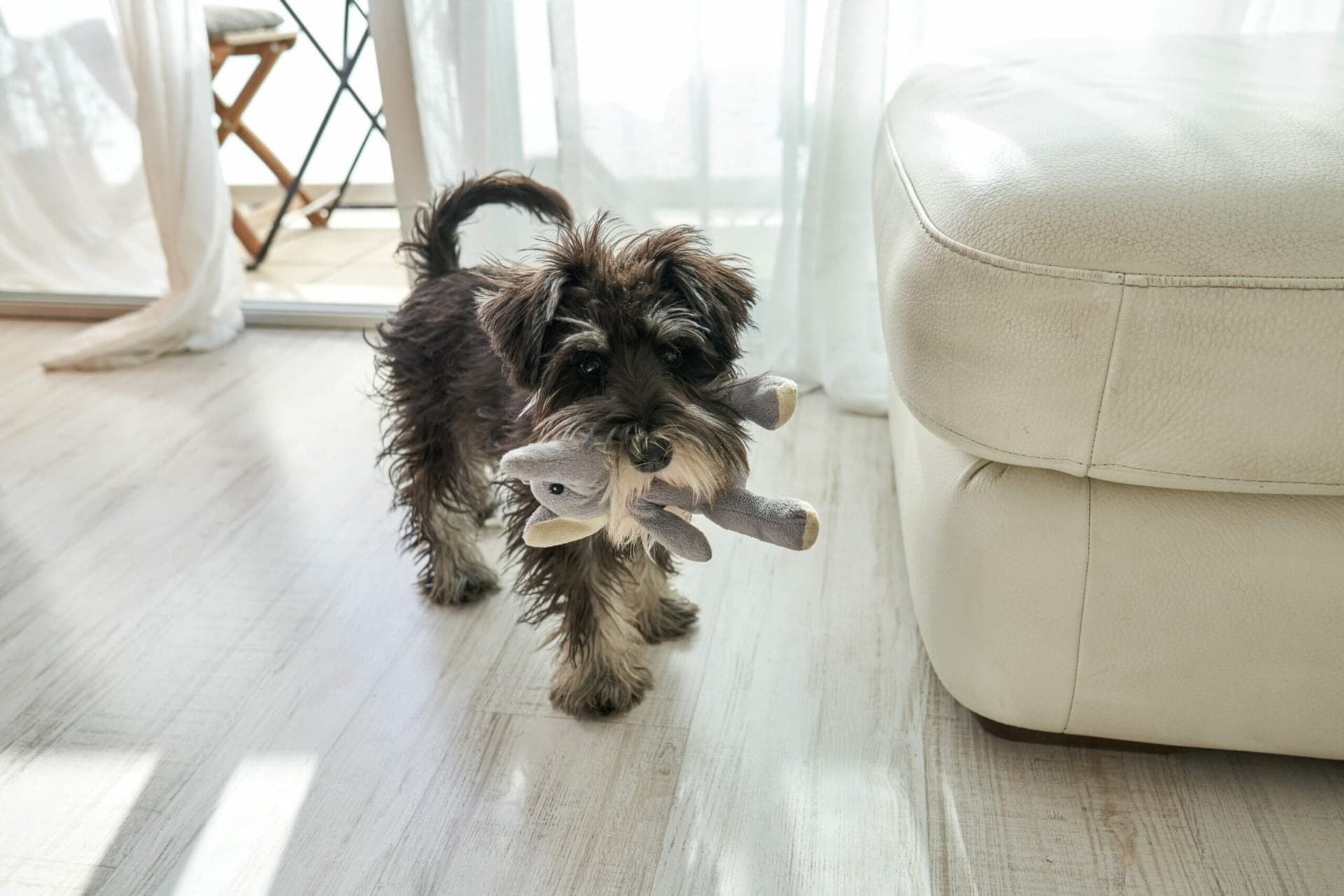 Distract your dog with toys