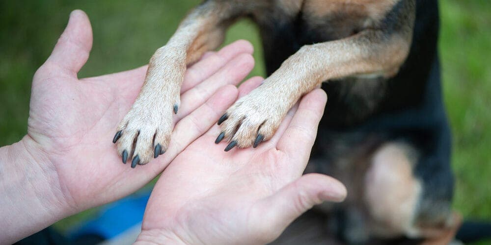 Desensitizing Your Dog to Nail Trimming