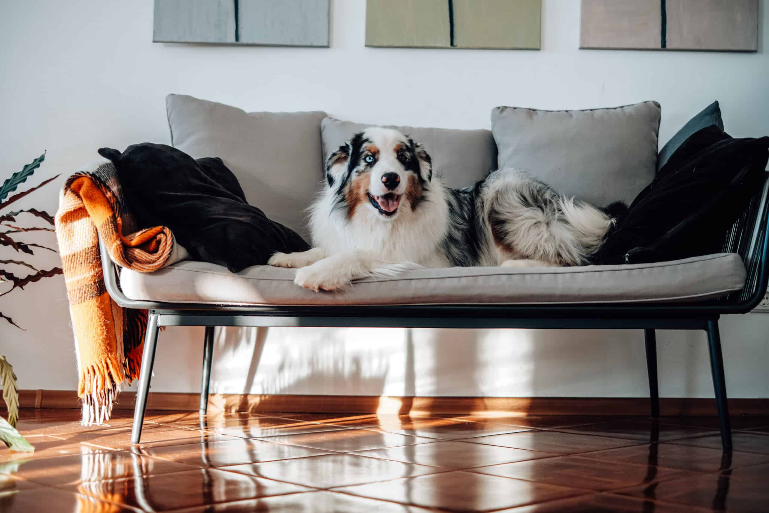 Dog Wants to Protect His Territory