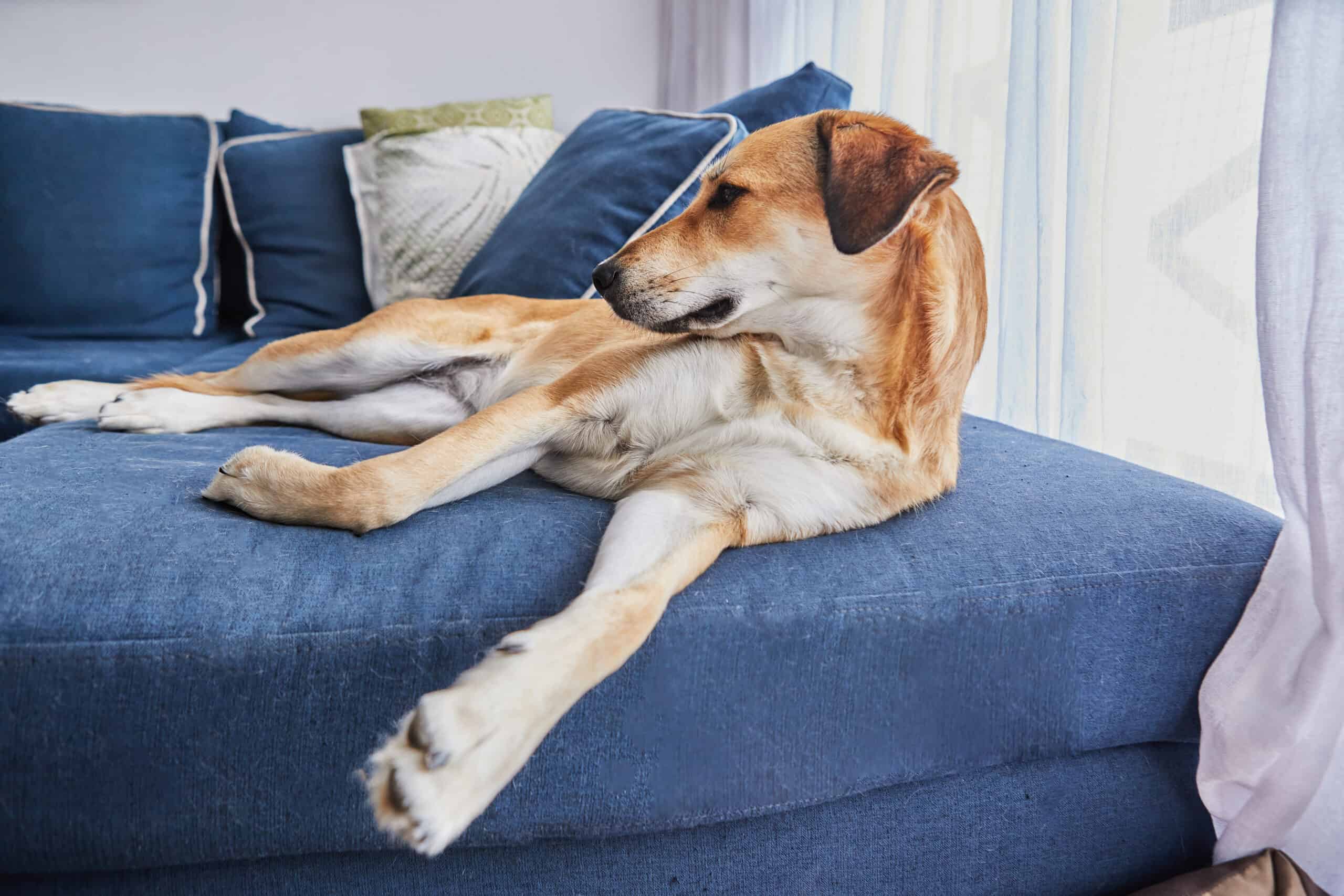 Your Dog Has a Lot of Energy