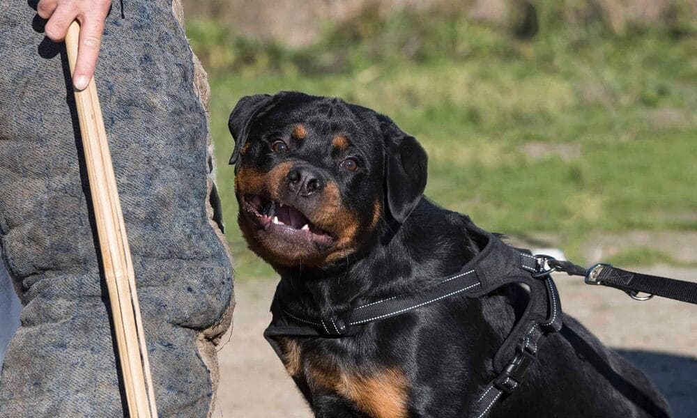 Rottweiler Temperament Fearless