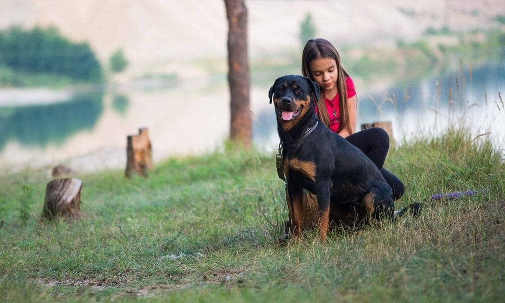 Rottweiler Temperament With Children