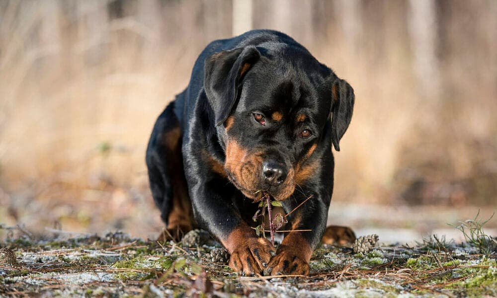 Rottweiler Temperament Self-Assured