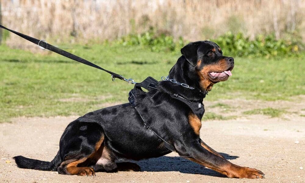 Rottweiler Temperament Alert