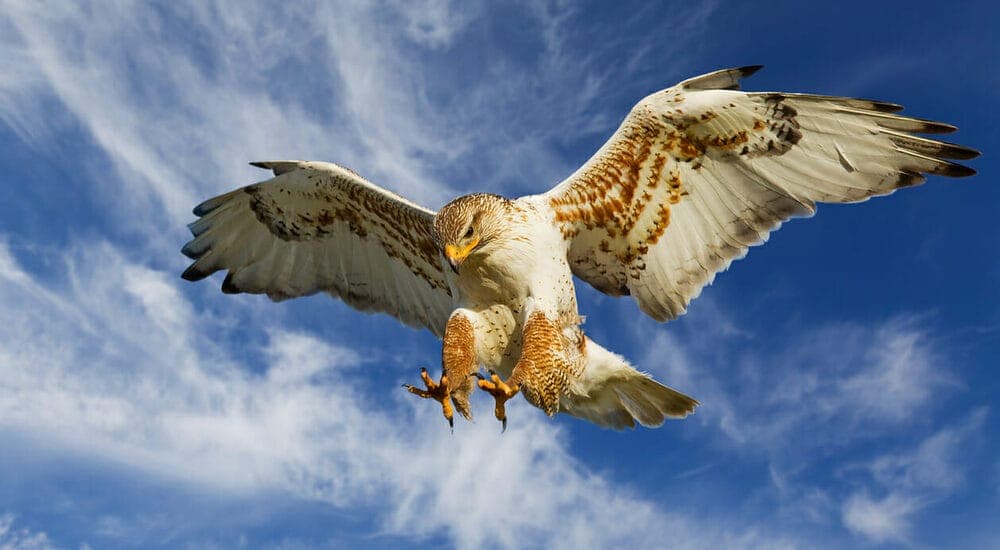 The Ferruginous Hawk