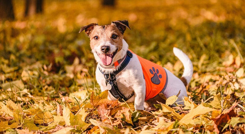 Get Fido a Trusty Anti-Hawk Vest