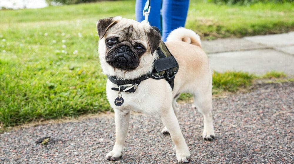 Never Leave Your Pet Unattended