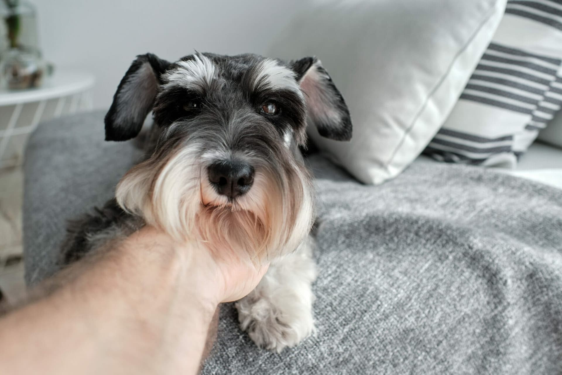 Is breeding a Toy Schnauzer considered ethical?
