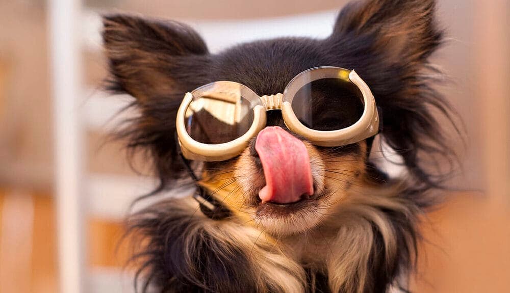 Dog goggles