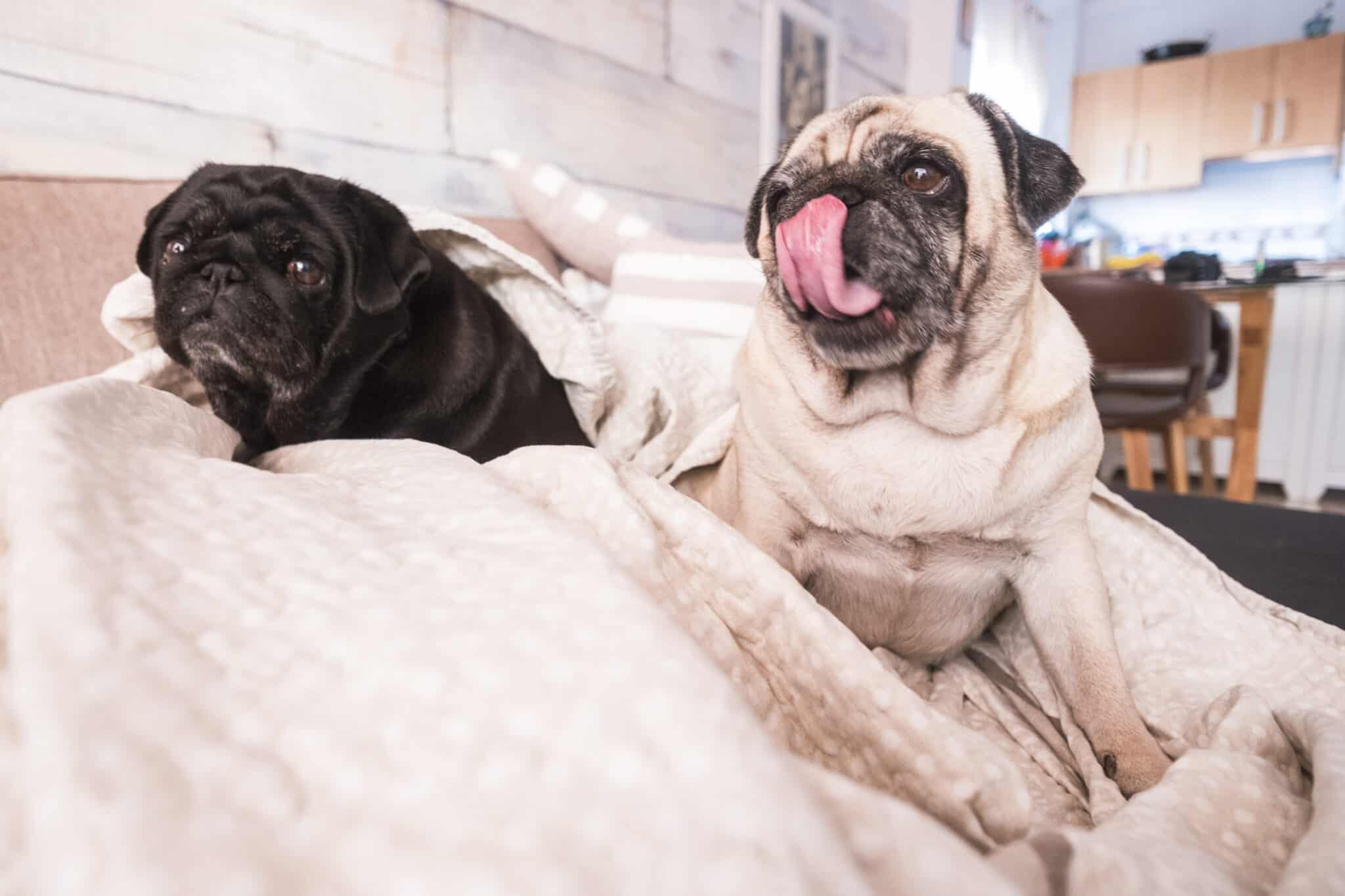 Why does my dog’s tail not curl up anymore?