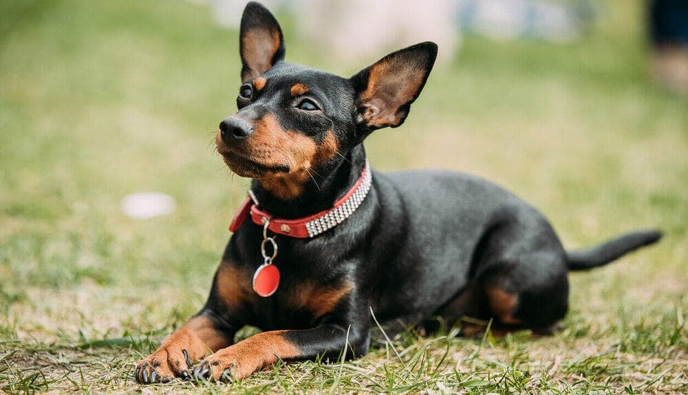 Miniature Pinscher