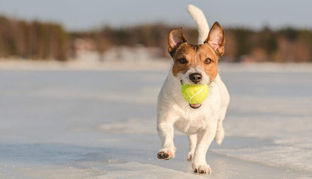 Jack Russell Terrier
