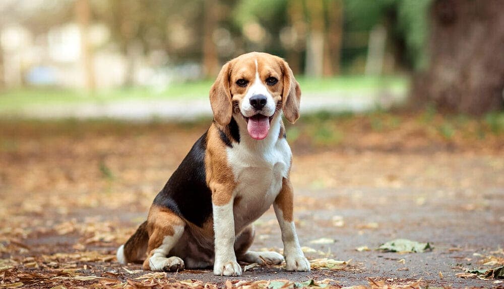 Beagle