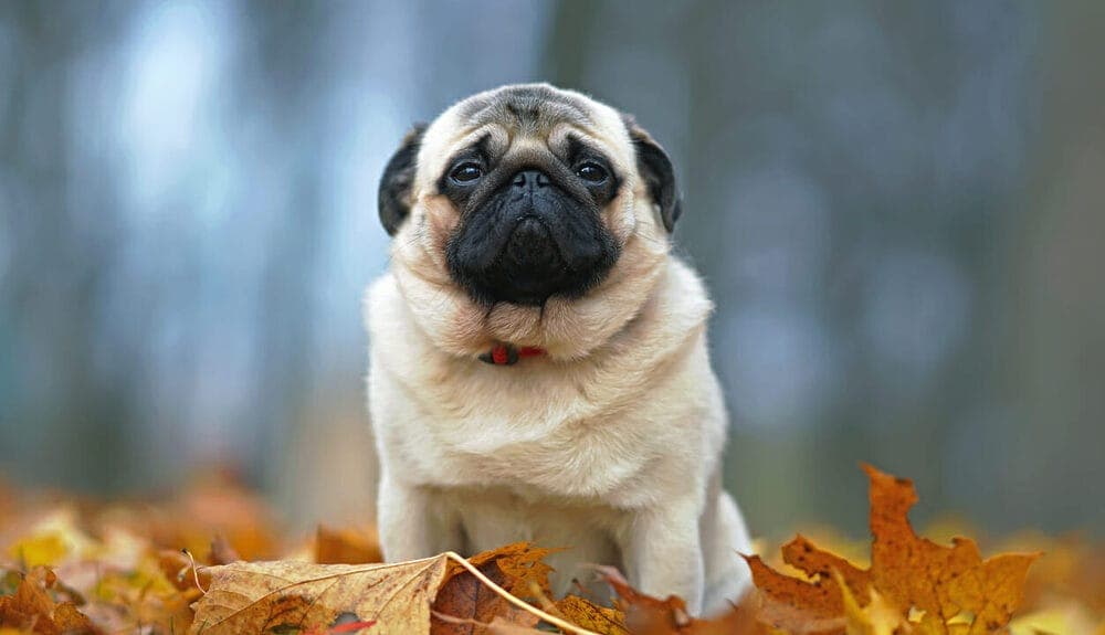 Pugs