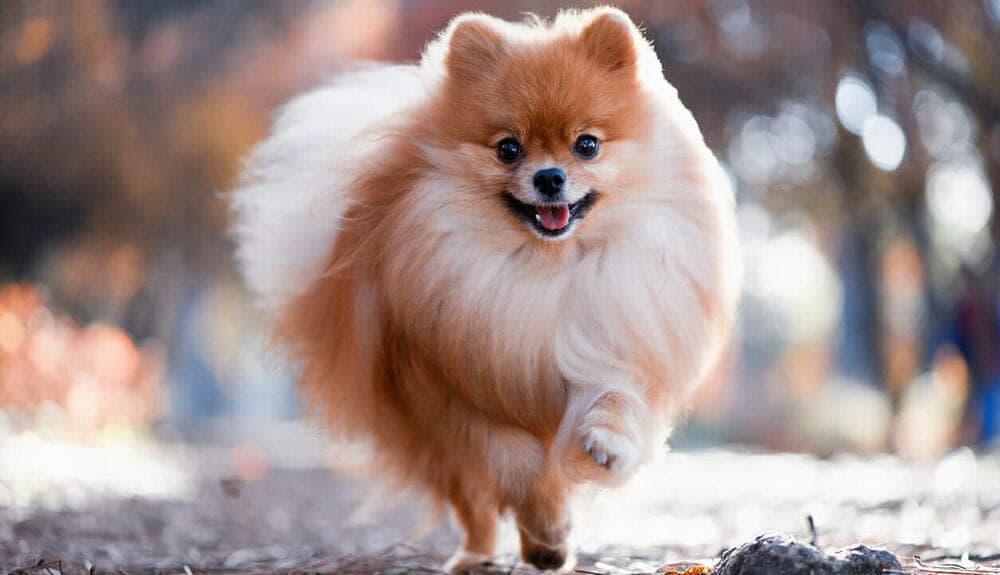 Pomeranian