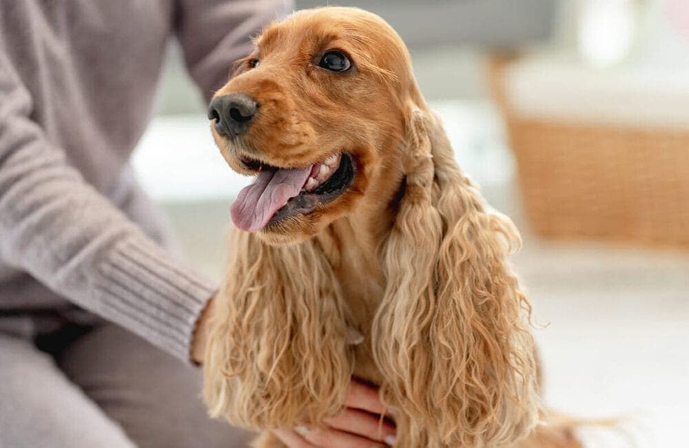 Cocker Spaniels/Cavalier King Charles Spaniels