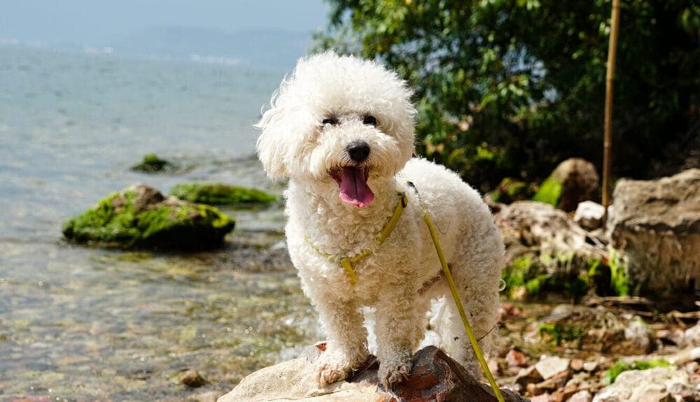 Bichon Frisé