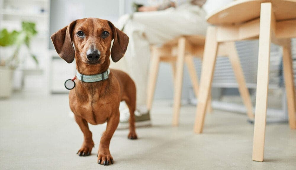 Dachshund