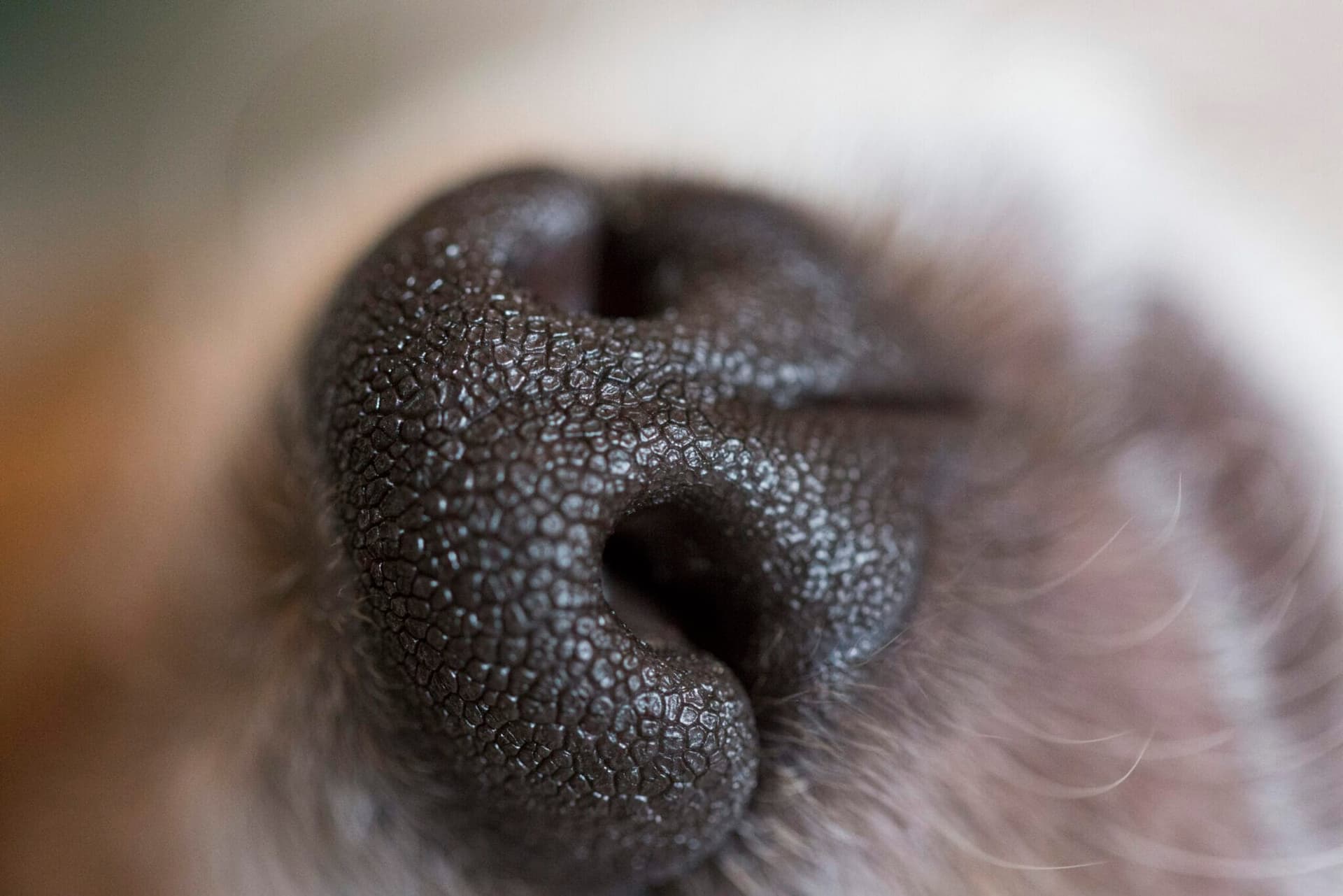 What happens if you accidentally pull out a dog’s whisker?