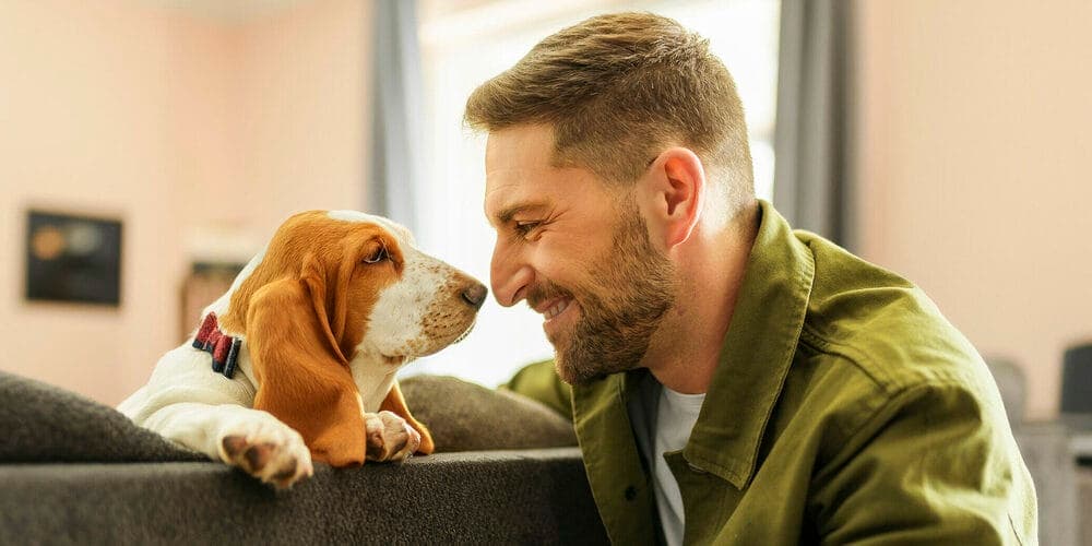 Low Energy: Basset Hounds