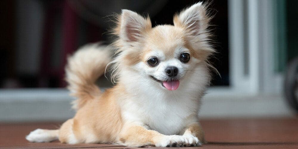 Low Energy: Chihuahuas