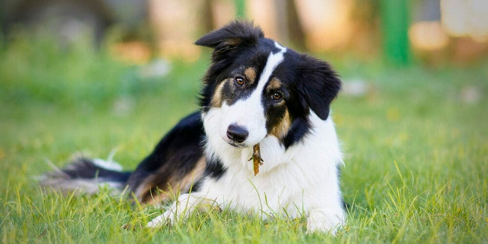 High energy: Border Collies