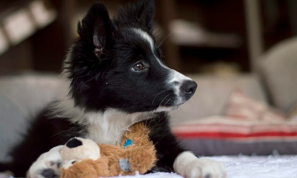 Anything not specifically designed for dogs