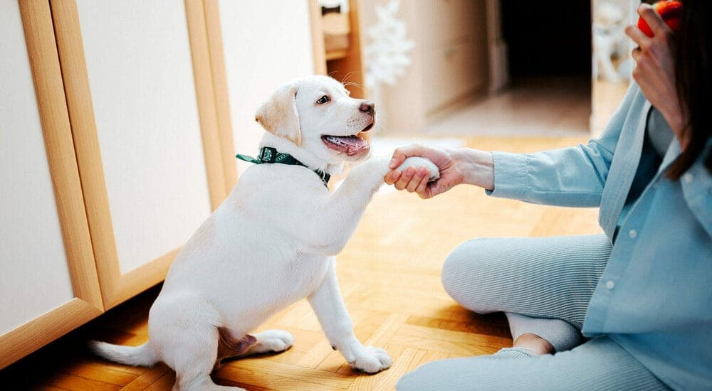 Is your puppy currently listening to you