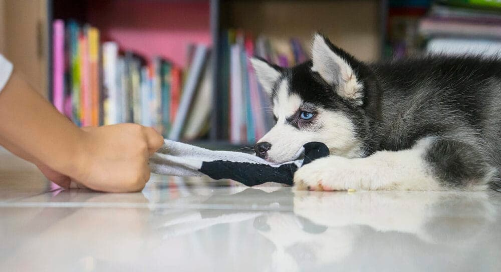 Looking for Attention