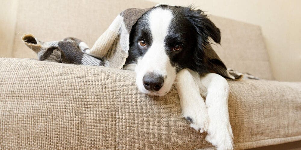 They're stressed out