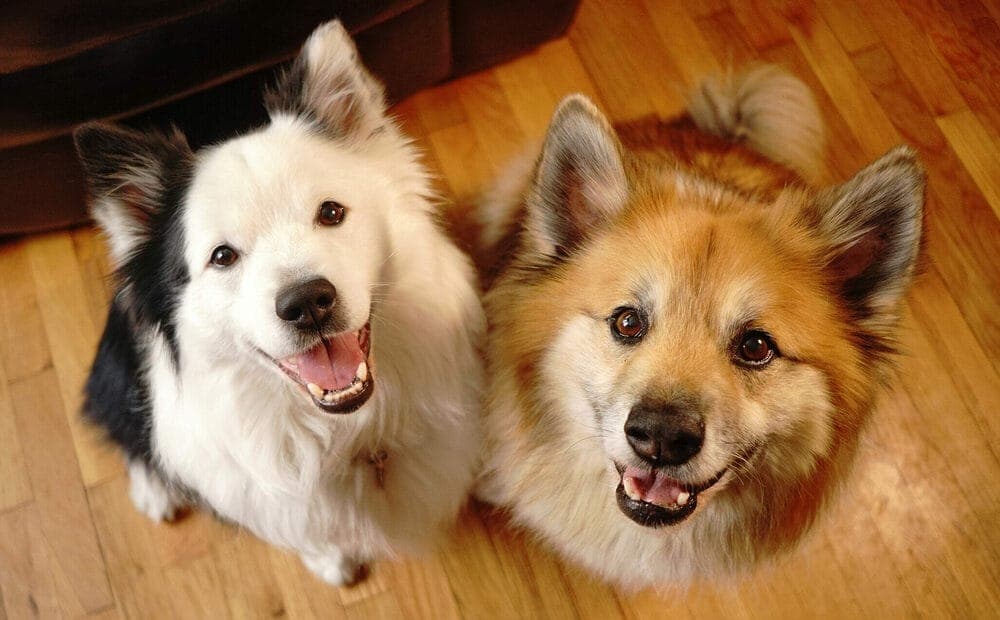 Trying to Assert Dominance over the Other Dog