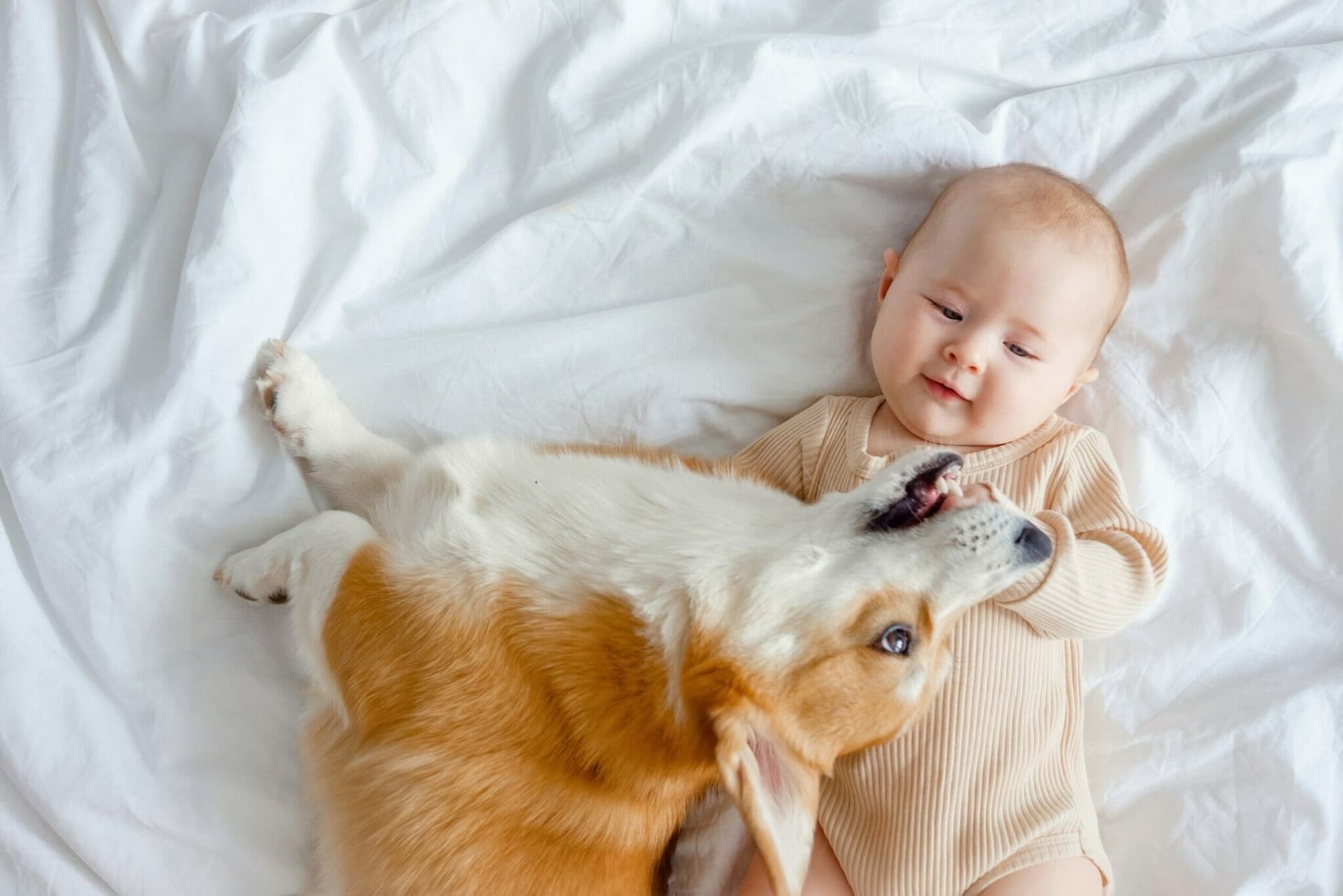 Your dog likes the taste