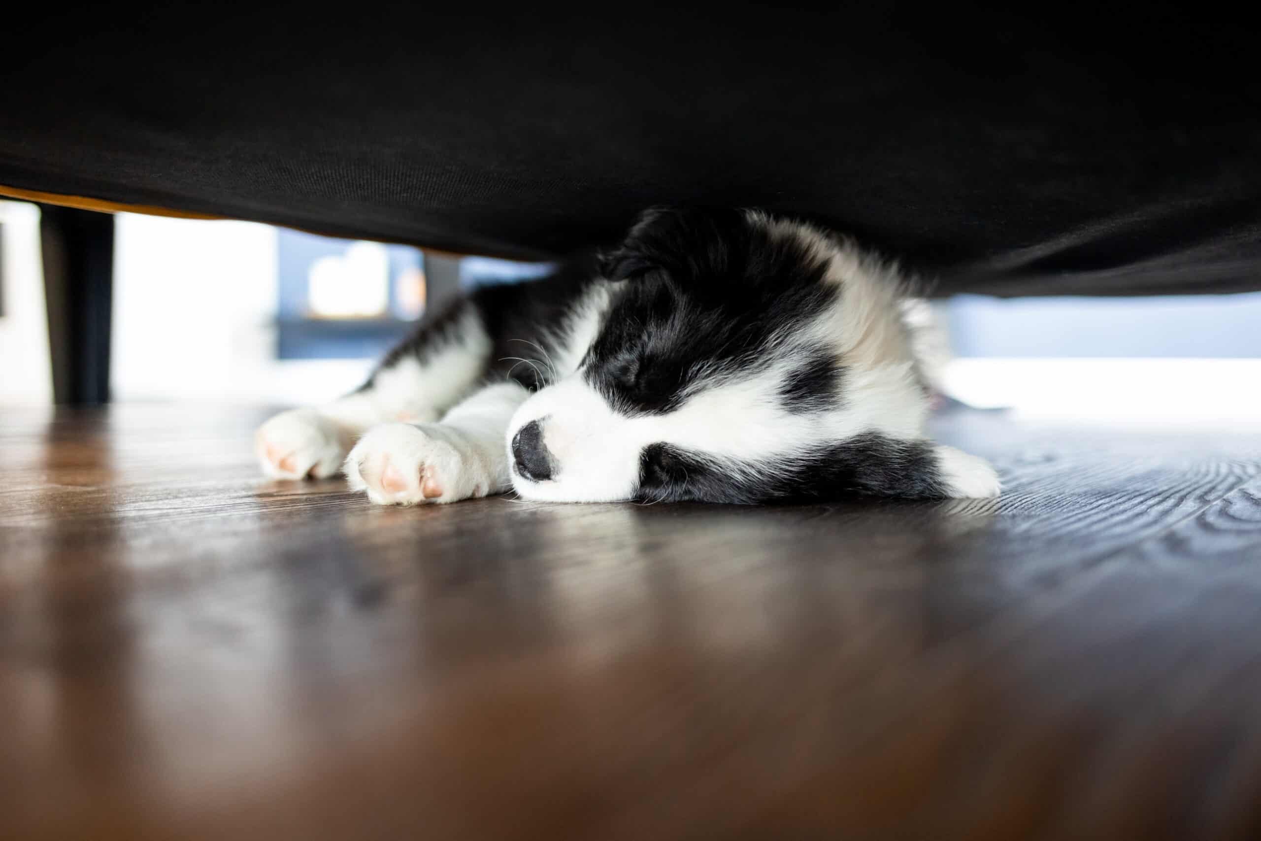 Dogs who sleep alone are lonely