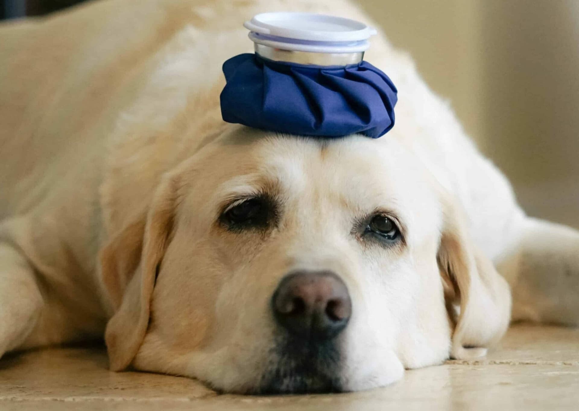 They may be sick or in pain