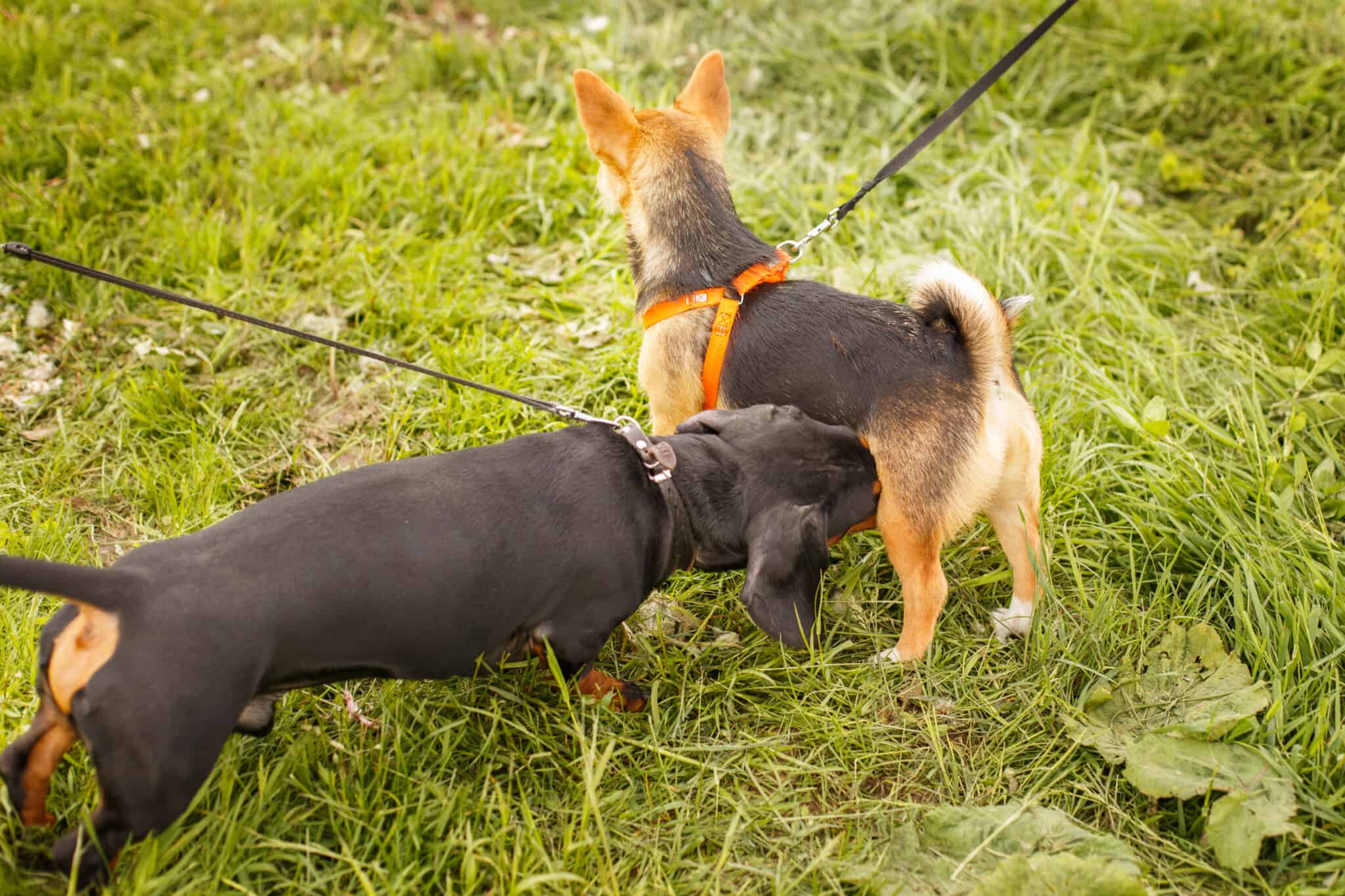 What if I don’t want my dog to nudge other dogs?