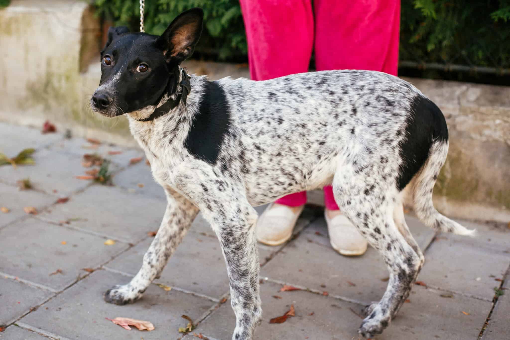 Are bug zappers safe for pets?