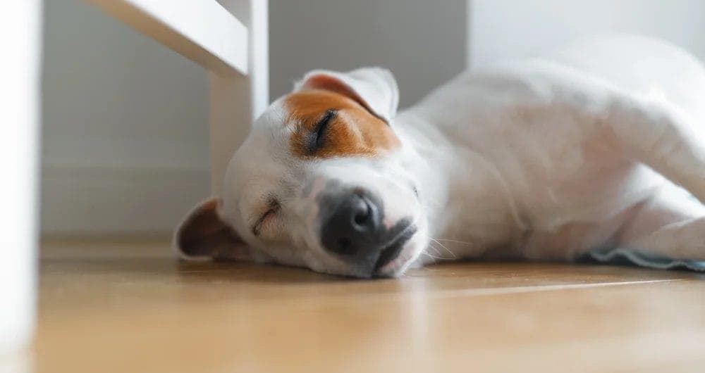 Experiencing Medical Issues That Impact Their Ability To Learn