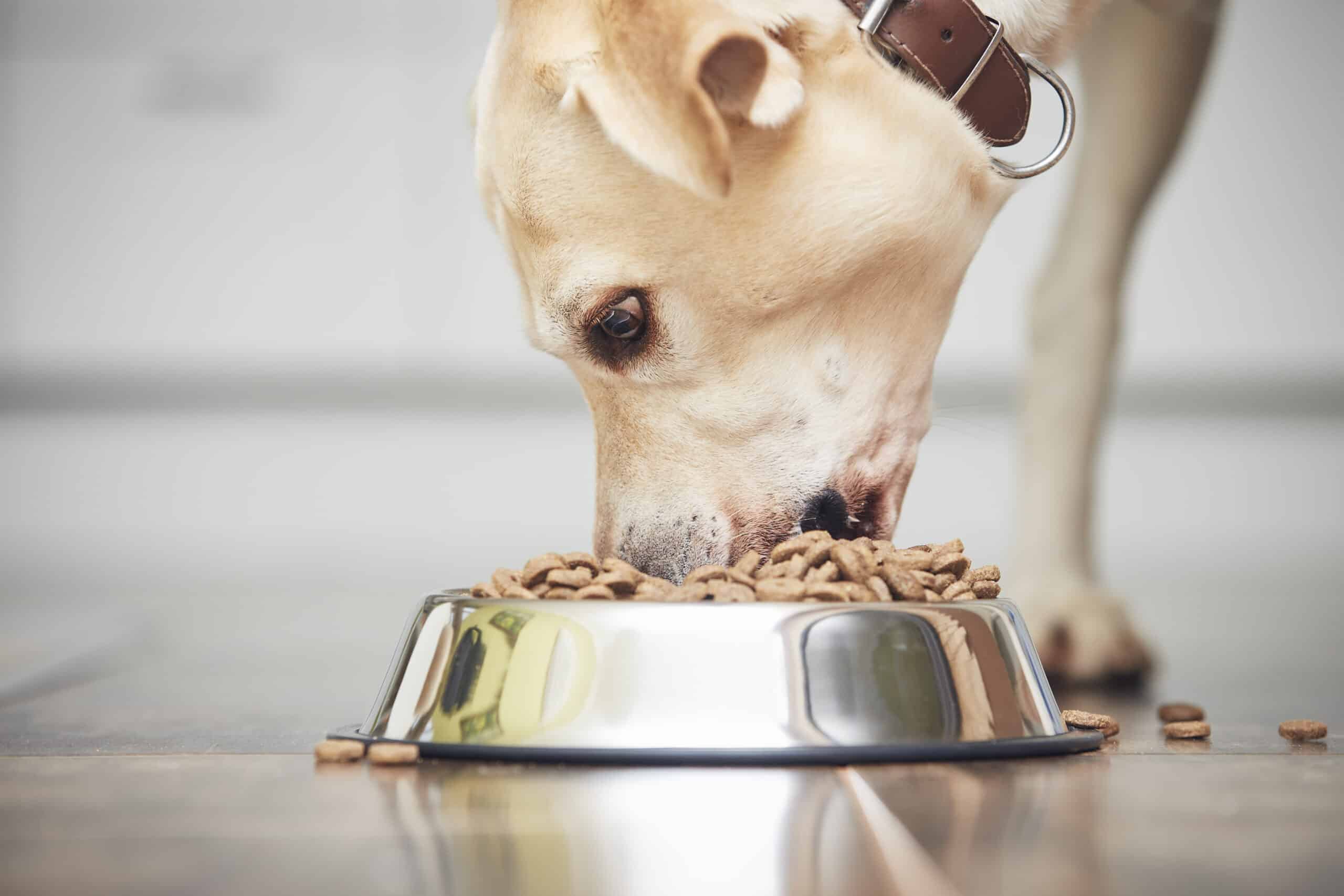 Accidentally bought puppy food for adult dog: What to do